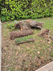 Photo de galerie - Abattage du palmier. 