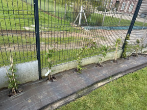 Photo de galerie - Clôture,pose de bâche et plantation 