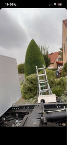Photo de galerie - Taille d’un cyprès en cône 