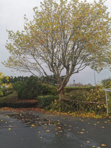 Photo de galerie - élagage sur platane 