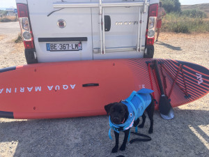 Photo de galerie - On emmène vos animaux sur des activités qui les dépense à fond, et notamment du paddle en bord de Marne
