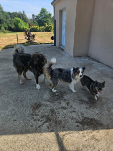 Photo de galerie - Passionnée par les animaux, je prends soin de vos chiens avec attention et bienveillance, quelle que soit leur race ou leur taille.