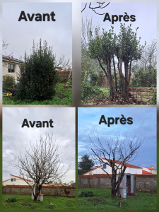 Photo de galerie - Taille de haies et d'arbustes