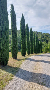 Photo de galerie - Taille de haies et d'arbustes