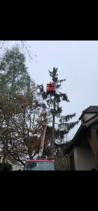 Photo de galerie - Abattage d’un sapin de 16 m avec nacelle 
