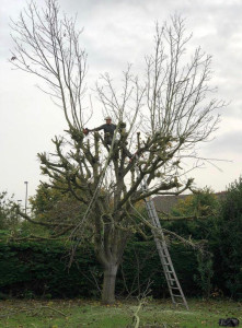 Photo de galerie - Elagage et coupe d'arbres