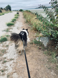 Photo de galerie - Je suis également un habitué des chiens ?