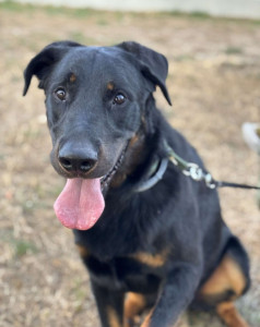 Photo de galerie - Dressage