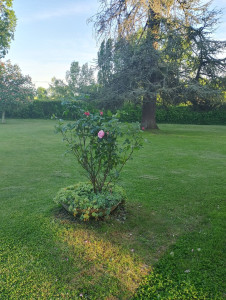Photo de galerie - Gardiennage et jardinage