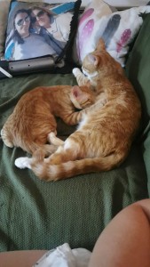 Photo de galerie - J'adore les animaux moi-même j'ai deux chats un chien et des poissons