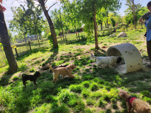 Photo de galerie - Parc de chien fermé et sécurisé chez - moi 
Vos petits chiens vont s'amuser et passez des jours heureux ! ? 