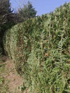 Photo de galerie - Taille 