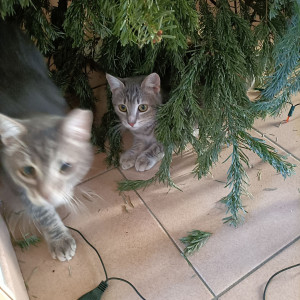 Photo de galerie - Garde chat