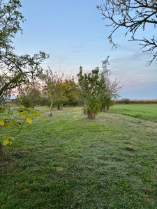 Photo de galerie - Débroussaillage dans un verger 350 m2