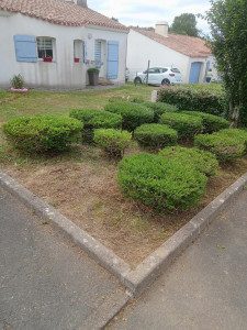 Photo de galerie - Taille de haies et d'arbustes