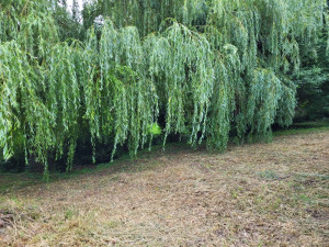 Photo de galerie - Jardinier