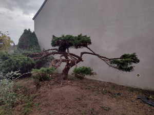 Photo de galerie - Taille massif sapin effet Banzaï 