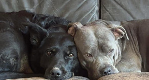 Photo de galerie - Promenades s’occuper de vos animaux pendants vos absence 