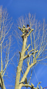 Photo de galerie - Elagage et coupe d'arbres