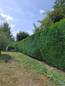 Photo de galerie - Taille haie 