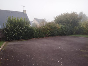 Photo de galerie - Taille de haies et d'arbustes