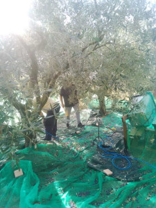 Photo de galerie - Récolte des olives. Saint Laurent de La Salanque. Novembre 2025.