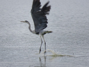 Photo de galerie - Prendre son envol grâce à l’aide d’un tiers qui permet de se poser les bonnes questions et fait preuve d’une réelle écoute active sans jugement.