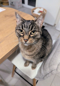 Photo de galerie - Garde chat