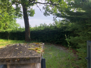 Photo de galerie - Entretien d'une haies 