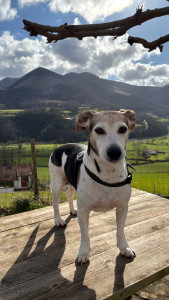 Photo de galerie - Mon chien 