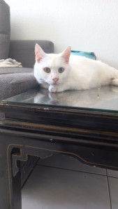 Photo de galerie - Le deuxième chat que j'ai gardé en même temps que le premier 