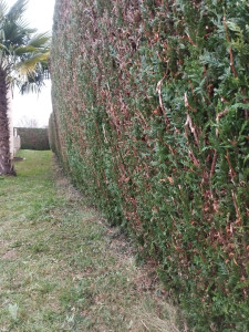 Photo de galerie - Taille de haies 