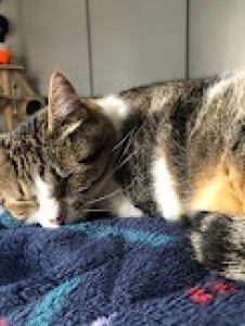 Photo de galerie - Je peux aussi garder vos chats pendant votre absence 