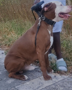 Photo de galerie - Garde chien