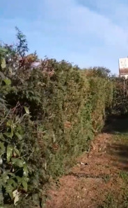 Photo de galerie - Taille de haie hauteur côté 