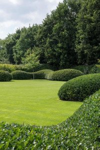 Photo de galerie - Création d’un espace extérieur équilibré avec des volumes végétaux arrondis et une pelouse parfaitement entretenue.