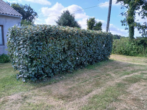 Photo de galerie - Taille de haies et d'arbustes