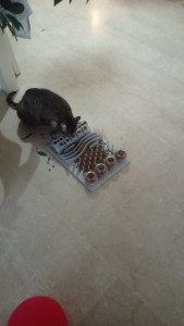 Photo de galerie - J'adore les animaux donc j'aime prendre soin d'eux.