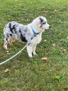 Photo de galerie - Garde d’un chiot 
