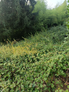 Photo de galerie - Tonte de pelouse - Débroussaillage