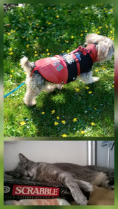 Photo de galerie - Garde animaux