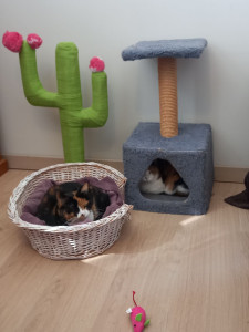 Photo de galerie - Garde de deux chats à leur domicile.