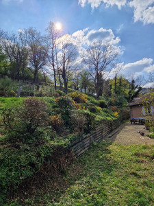 Photo de galerie - Taille de haies et d'arbustes