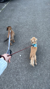 Photo de galerie - Promenade des chiens chez particulier 