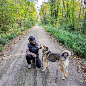 Photo de galerie - Promenade en forêt avec ma chienne Suzy
