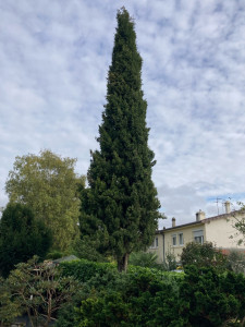 Photo de galerie - Elagage et coupe d'arbres