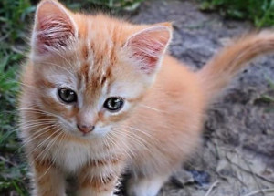 Photo de galerie - Petit chat