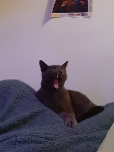 Photo de galerie - Garde chat