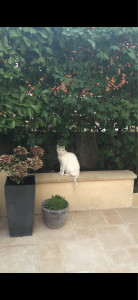 Photo de galerie - Bianca veillant sur le jardin :)