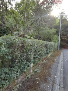 Photo de galerie - Taille de haies et d'arbustes